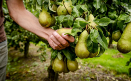 Fruit picking